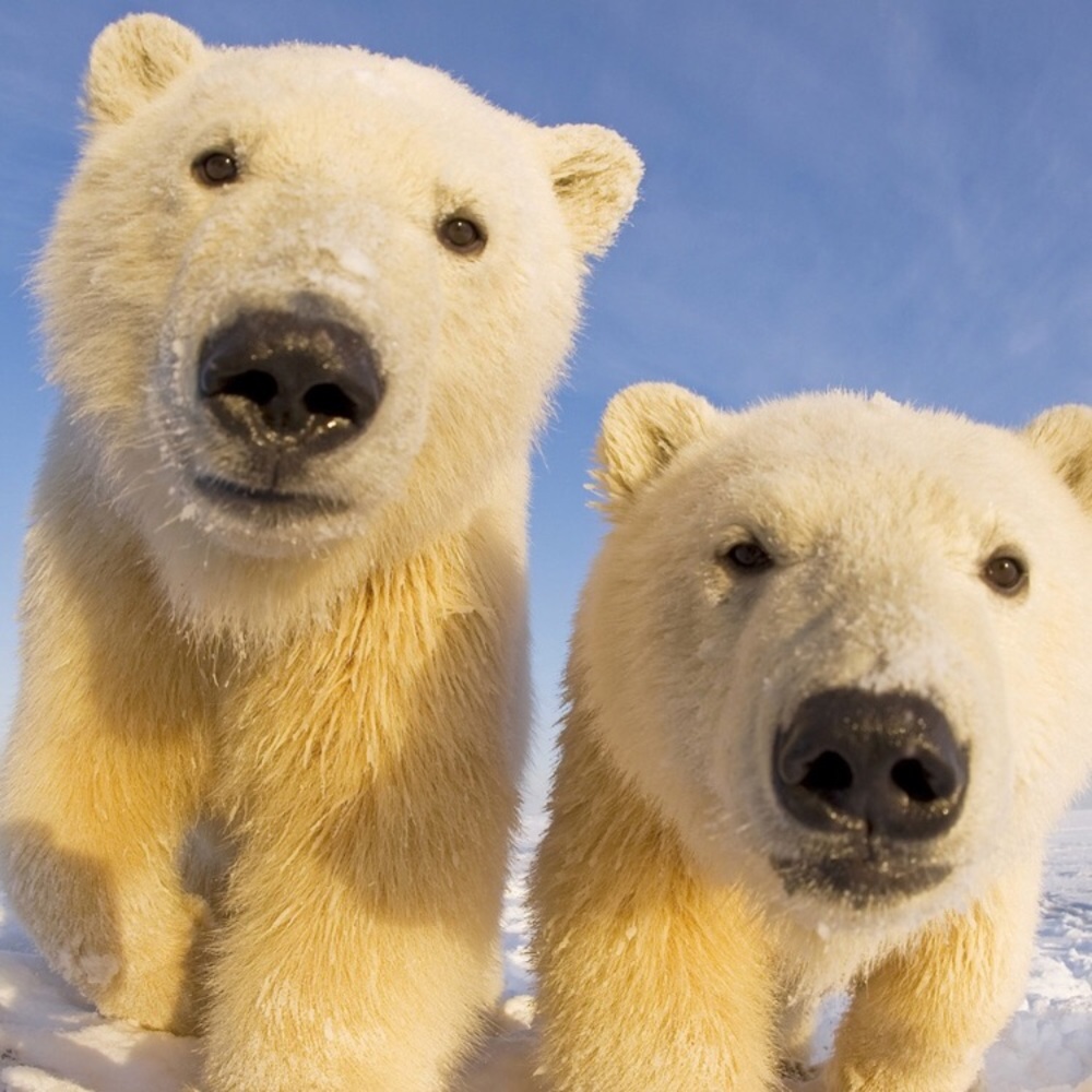 Polar Bear (trade)